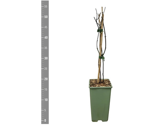 Rastlinný stvol s oporným kolíkom v kvetináči