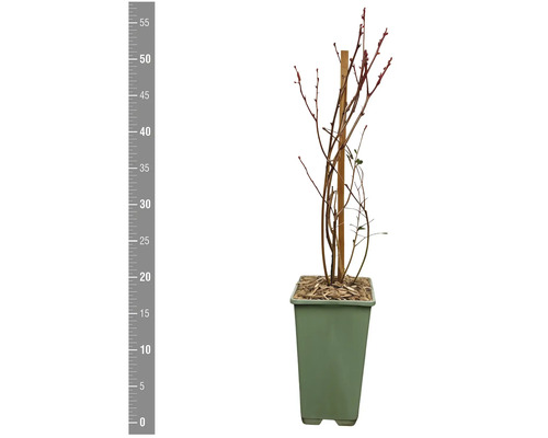 Čučoriedka v kvetináči s drevenou tyčkou na stabilizáciu