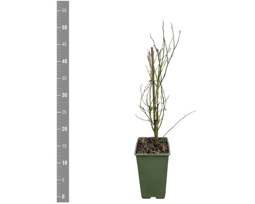 Čučoriedkový krík v kvetináči, bez listov.