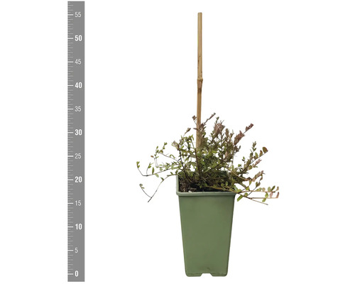 Skalník v kvetináči s bambusovou tyčou.