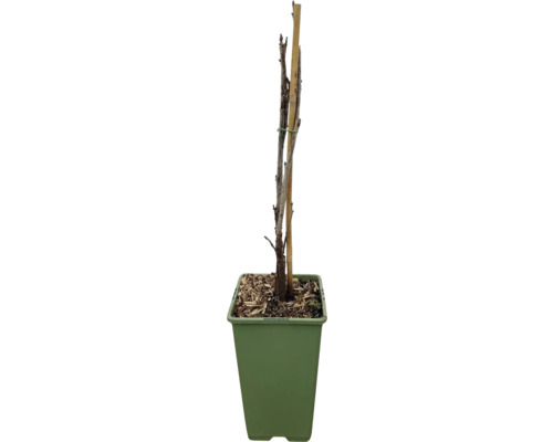 Mladý strom s podporným kolíkom v kvetináči