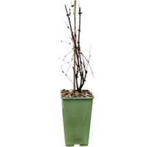 Rastlina s oporným kolíkom v kvetináči