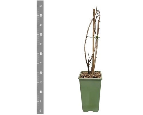 Rastlina v kvetináči s drevenou podperou a meradlom