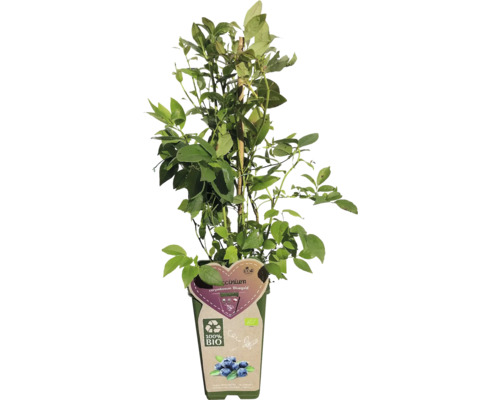 Rastlina čučoriedky v kvetináči