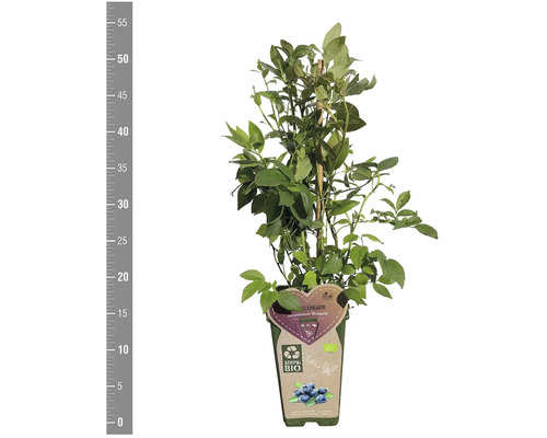 Čučoriedkový ker odrody ''Bluegold'' v kvetináči