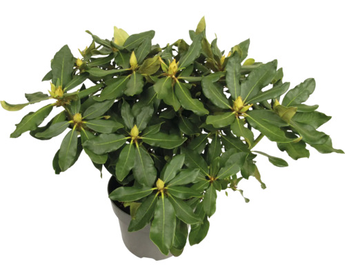 Rododendron v kvetináči so zelenými listami a púčikmi