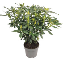 Rododendron v kvetináči