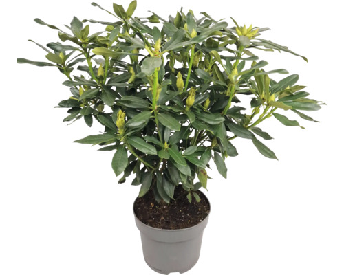 Rododendron v kvetináči