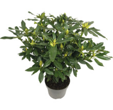 Rododendron v kvetináči so zelenými listami a púčikmi