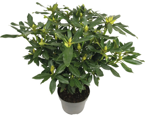 Rododendron v kvetináči so zelenými listami a púčikmi