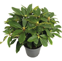 Rododendron v kvetináči