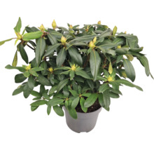 Rododendron v kvetináči so zelenými listami a púčikmi kvetov