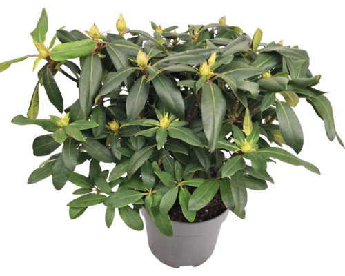 Rododendron v kvetináči so zelenými listami a púčikmi kvetov