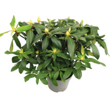 Rododendron v kvetináči so zelenými listami a púčikmi