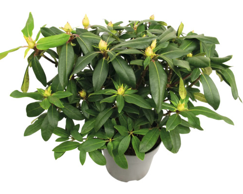 Rododendron v kvetináči so zelenými listami a púčikmi