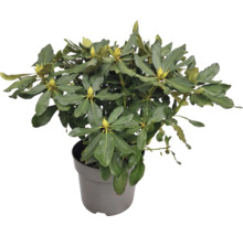 Rododendron v kvetináči so zelenými listami a púčikmi