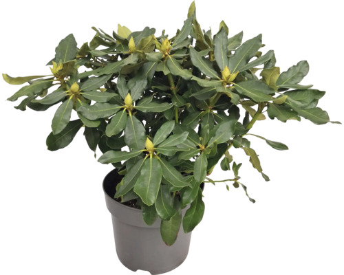 Rododendron v kvetináči so zelenými listami a púčikmi