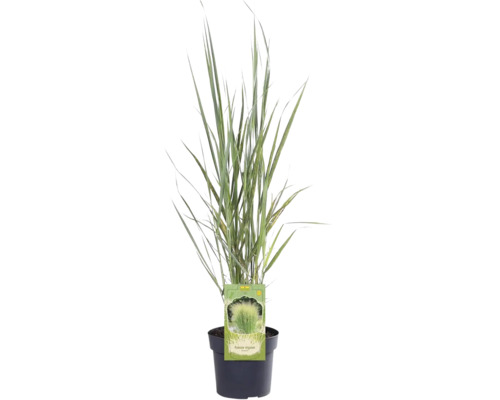 Proso prútnaté FloraSelf Panicum virgatum 'Northwind' 20-80 cm kvetináč 3 l