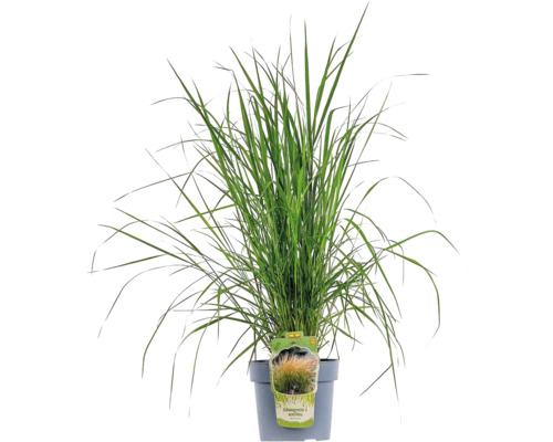 Trstina ostrokvetá FloraSelf Calamagrostis x acutiflora 'Karl Foerster' 20-80 cm kvetináč 6 l Okrasná tráva v kvetináči
