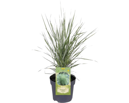 Timojka Calamagrostis x acutiflora v kvetináči