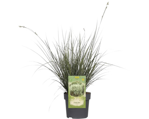 Arundo donax v kvetináči