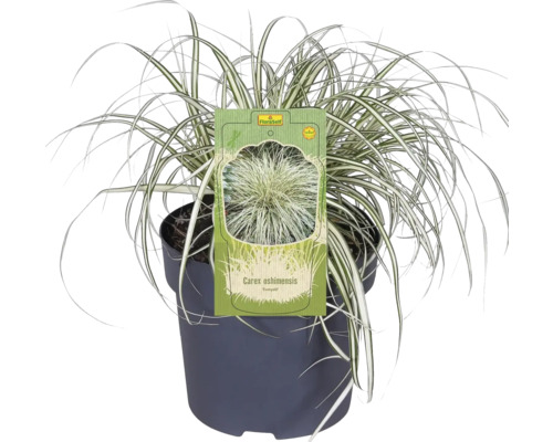 Carex oshimensis ''Evergold'' okrasná tráva v kvetináči