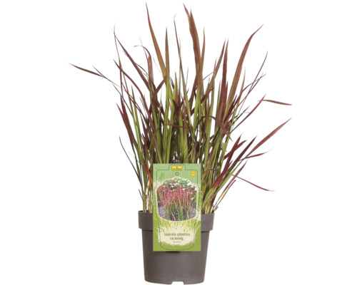 Imperáta valcovitá Imperata cylindrica var. 'Red Baron' 5-15 cm kvetináč Ø 14 cm