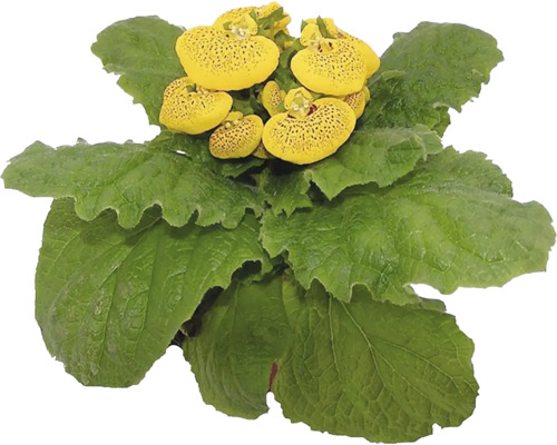 Papučka Calceolaria kvetináč 10 cm 1 ks, rôzne farby