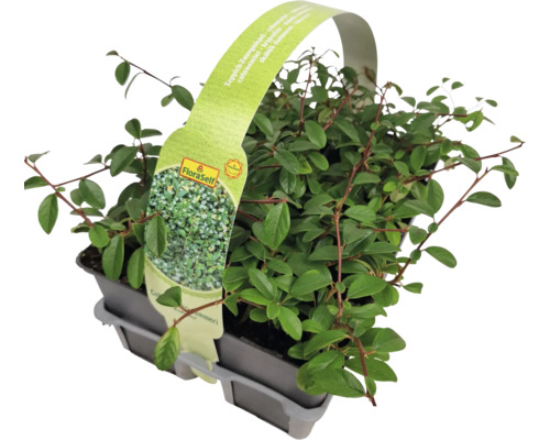 Pôdopokryvný skalník v kvetináči