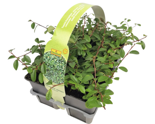 Skalník Dammerov v kvetináči