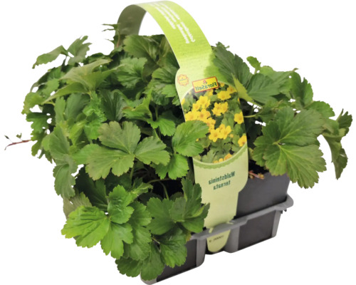 Waldsteinie ternata v kvetináči