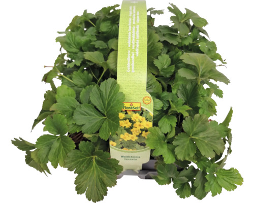 Waldsteinia ternata rastlina s logom FloraSelf