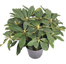 Rododendron v kvetináči so zelenými listami a pukmi