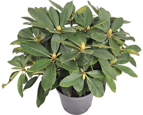 Rododendron v kvetináči so zelenými listami a pukmi