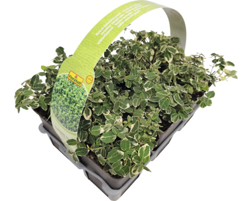 Dráčnik popínavý v kvetináči s etiketou FloraSelf