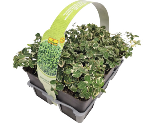 Bršlen Fortuneov biely panašovaný FloraSelf Euonymus fortunei 'Emerald Gaiety' balenie 6 ks Bršlen Fortuneov biely panašovaný FloraSelf Euonymus fortunei 'Emerald Gaiety' balenie 6 ks