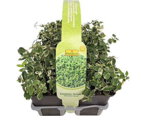 Bršlen Fortuneov Euonymus fortunei ''Emerald Gaiety'' v kvetináči