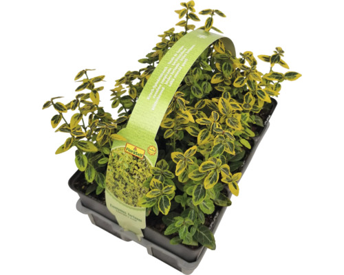 Bršlen Fortuneov v kvetináči s etiketou FloraSelf