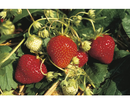 Jahodová sadenica so zrelými a nezrelými plodmi