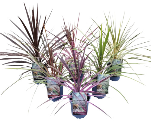 Kordylína austrálska mix FloraSelf Cordyline australis kvetináč Ø 17 cm 1 ks, rôzne druhy