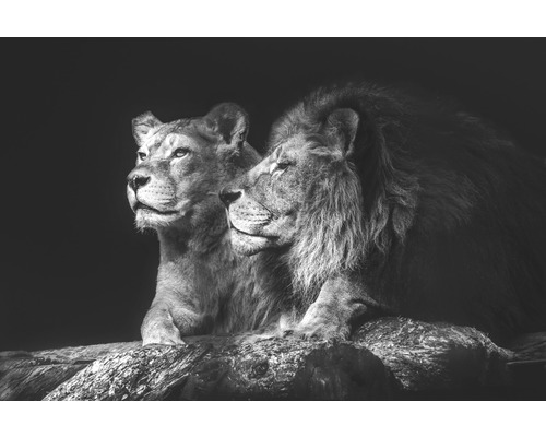 Obraz na plátne Lion Couple 100x150cm