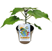 Paulovnia plstnatá Paulownia fortunei x tomentosa výška 40-50 cm kvetináč 4 l