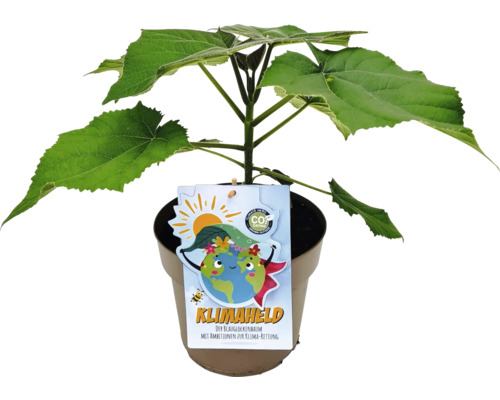 Paulovnia plstnatá Paulownia fortunei x tomentosa výška 40-50 cm kvetináč 4 l