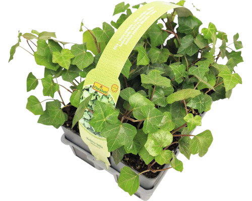 Brečtan v kvetináči