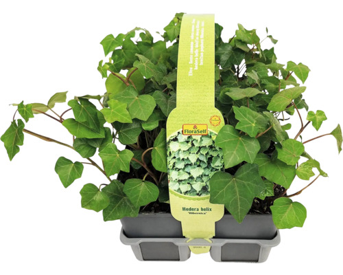 Brečtan v kvetináči odrody Hedera helix ''Hibernica'' od FloraSelf