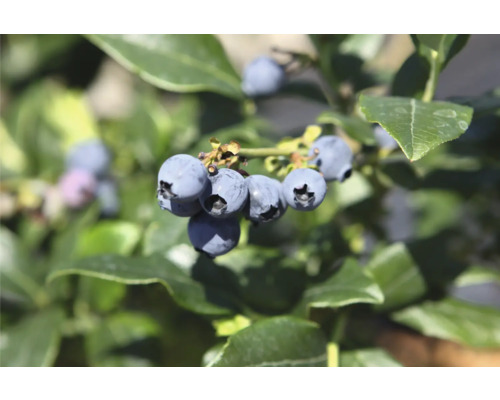 Detailný záber čerstvých čučoriedok na kríku