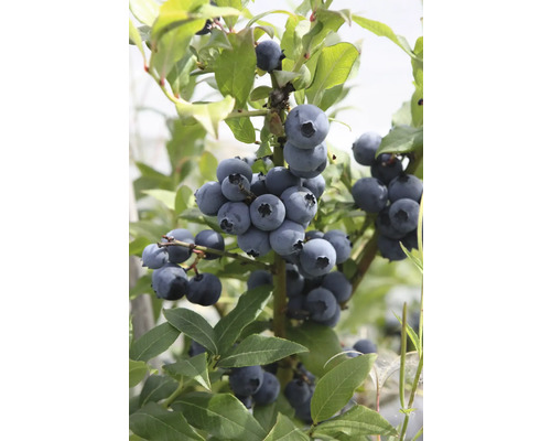 Čučoriedka BIO FloraSelf Bio Vaccinium corymbosum 'Hortblue Petite' kvetináč 3 l Detailný záber kríka čučoriedky so zrelými plodmi a zelenými listami.