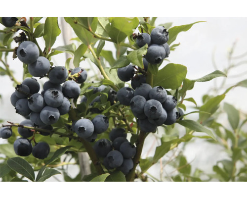 Detailný záber kríka čučoriedky so zrelými čučoriedkami a zelenými listami.