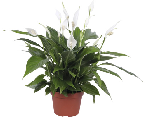 Lopatkovec FloraSelf Spathiphyllum 'Pearl Cupido' výška cca 45 cm kvetináč Ø 15 cm