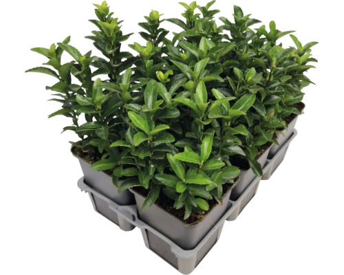 Niekoľko bršlenov japonských v kvetináči